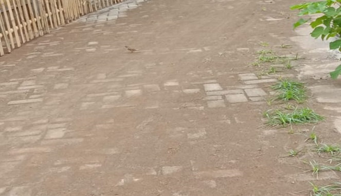 Paving Block Dana Desa di Kalebarembeng Gowa