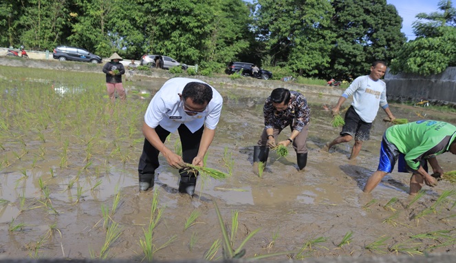 Dengarkan Keluh Kesah Petani, Pj. Bupati Takalar Ikut Tanam Padi