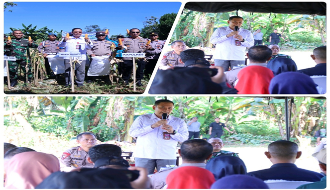 Wabup Takalar Panen Raya Jagung Bersama Forkopimda: Dorong Peningkatan Produktivitas Petani