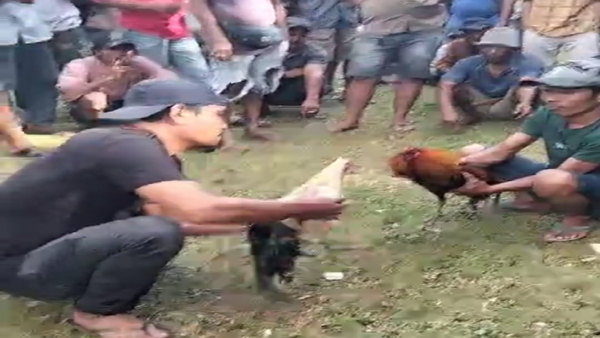 Kapolres Bulukumba Disorot! Judi Sabung Ayam Dibiarkan Hidup Bebas, Hukum Mati Suri