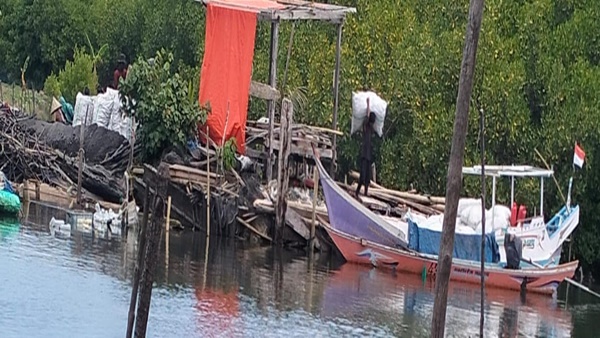 Arang yang Diangkut Ke Perahu Jolloro Penebangan Mangrove Merajalela, Tanakeke di Ambang Tenggelam