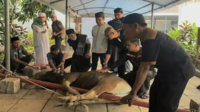 Tiga Sapi Tumbang di MaxOne Makassar, Ratusan Warga Pulang Bawa Daging Kurban