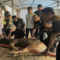 Tiga Sapi Tumbang di MaxOne Makassar, Ratusan Warga Pulang Bawa Daging Kurban